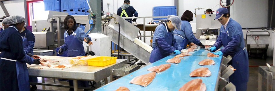 food processing applications-Krytox NSF H1-certified oils and greases.